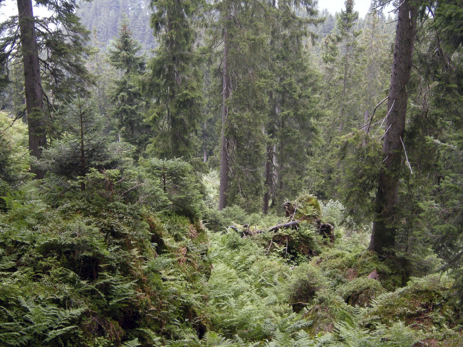 1763438362194419.jpg 阿尔卑斯山上云杉.jpg